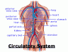 circulatory